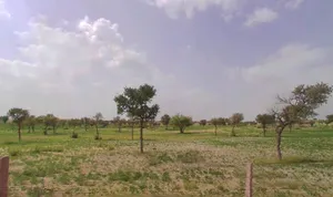 Bhanipura, Rajasthan 331411, India preview 3