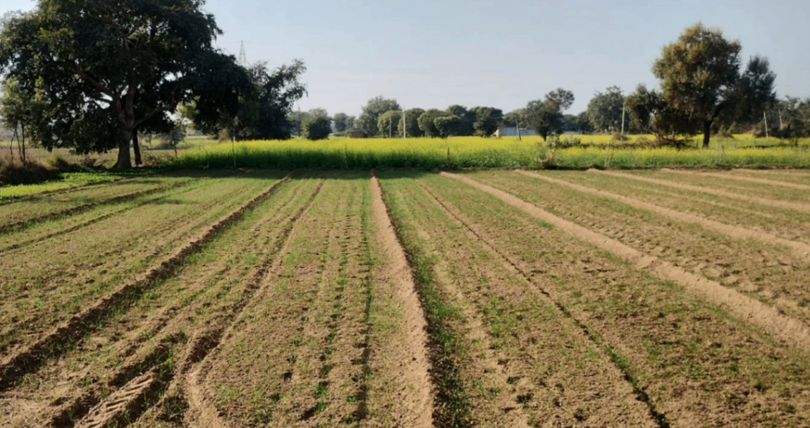 Patran, Punjab 140307, India