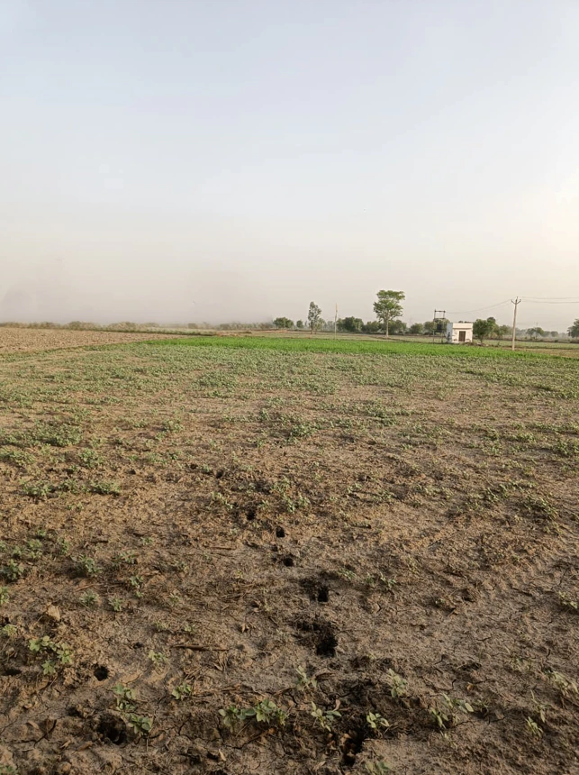 Barwala, Haryana 125121, India