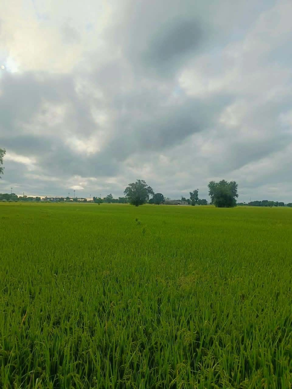 Malhu, Mathura, Uttar Pradesh 281123, India - Photo 2