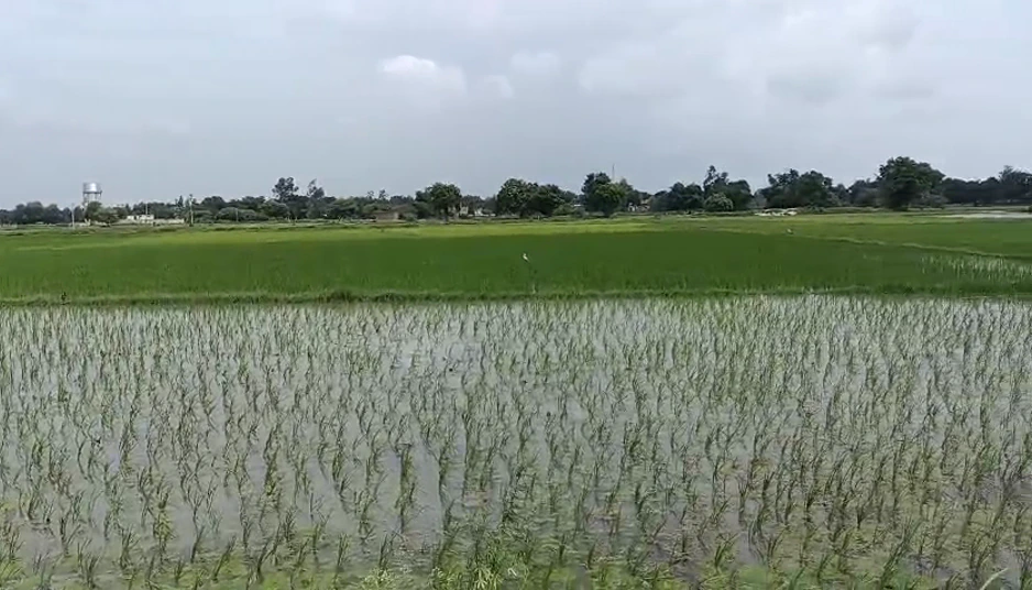 Dhilwan, Kapurthala, Punjab 144804, India