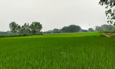 NH 9, Badopal, Haryana 125048, India preview 3