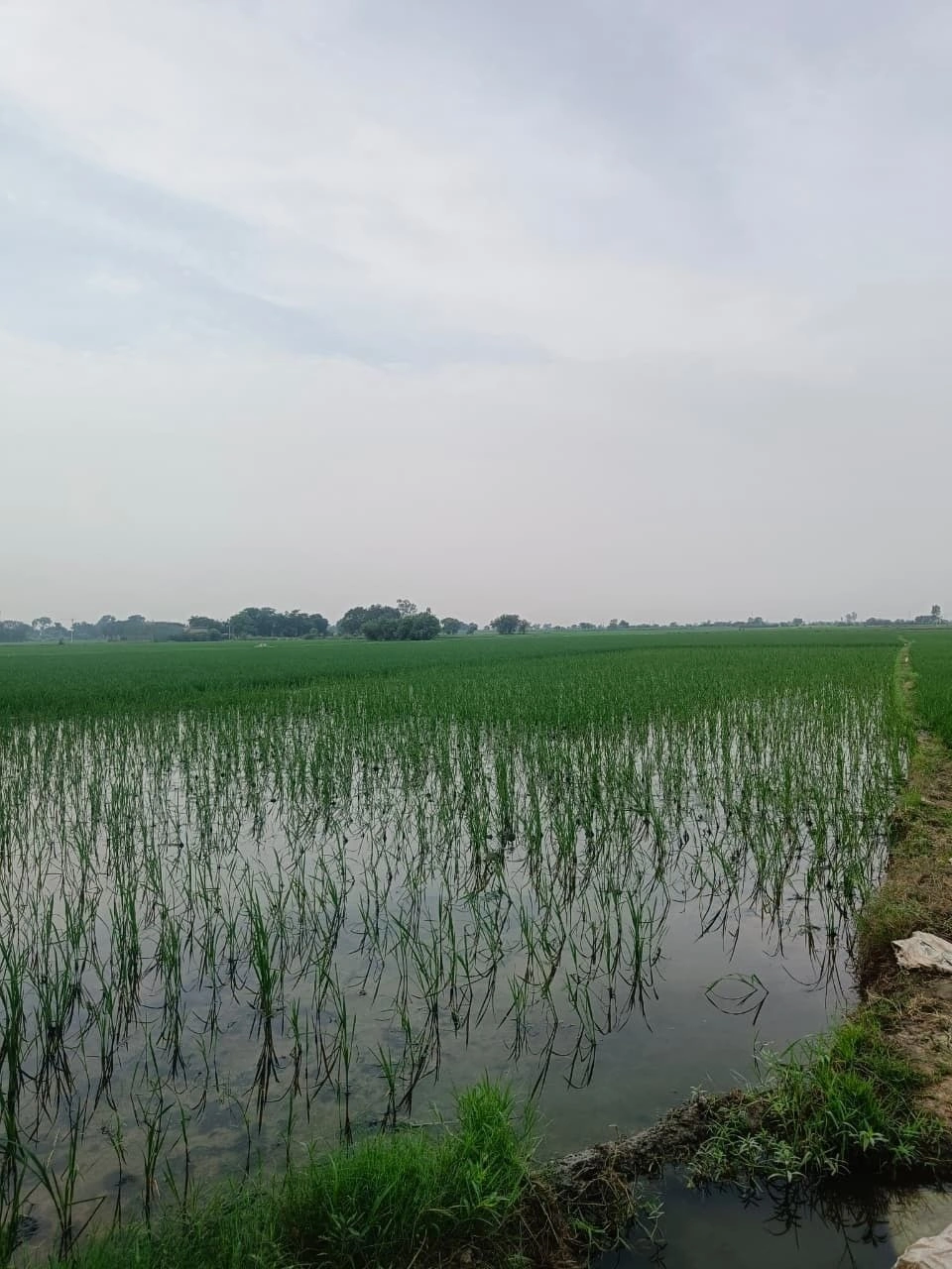 Dhamdha, Durg, Chhattisgarh 491331, India