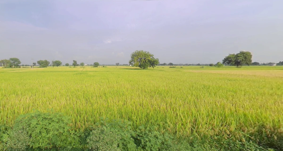 Khakhdi, Gujarat 384240, India