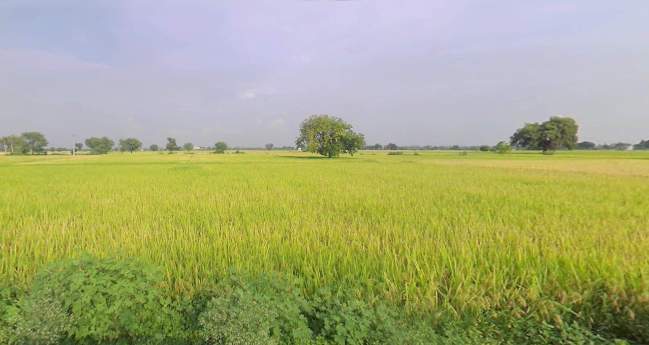 Khakhdi, Gujarat 384240, India