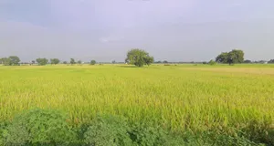 Khakhdi, Gujarat 384240, India preview 2