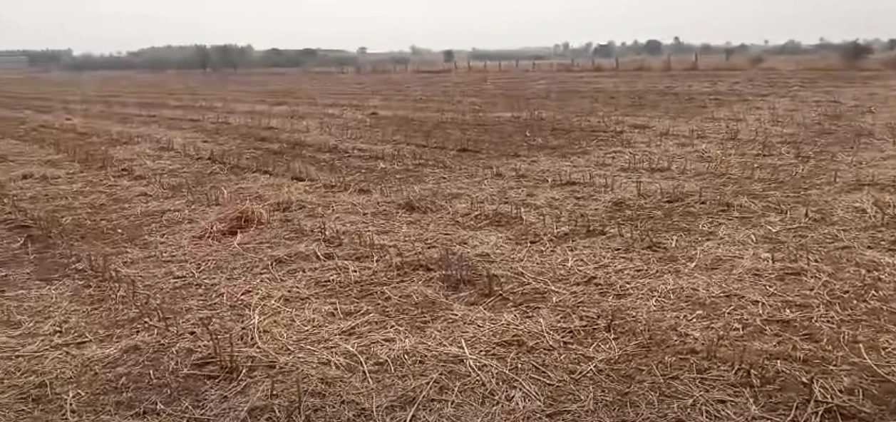 Roddam, Andhra Pradesh 515123, India