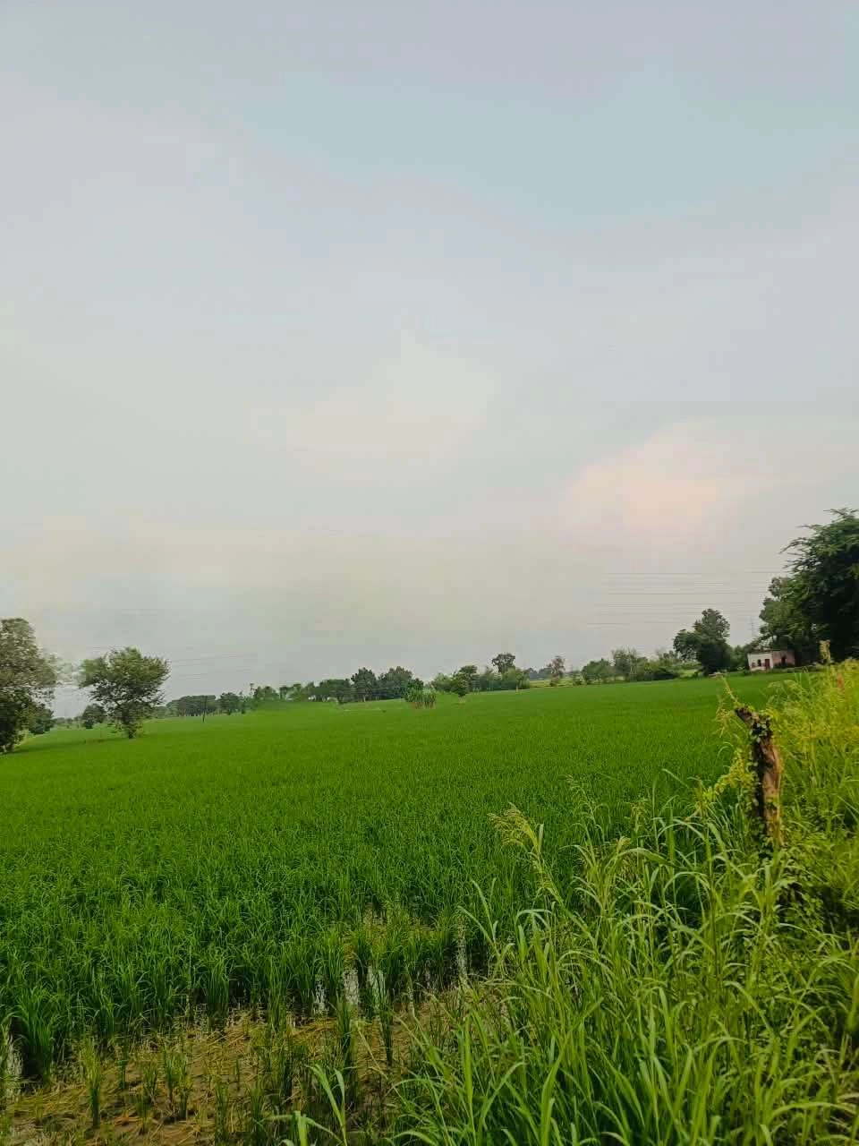 Borpa, Mathura, Uttar Pradesh, India