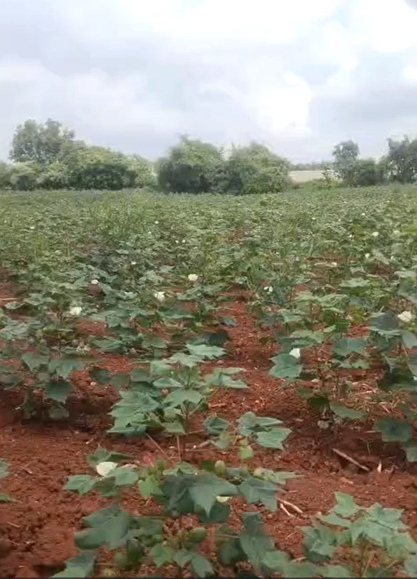 FPX7+6QH, Vikarabad, Damasthapur, Telangana, India