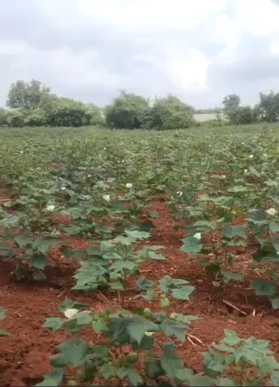 FPX7+6QH, Vikarabad, Damasthapur, Telangana, India preview 3