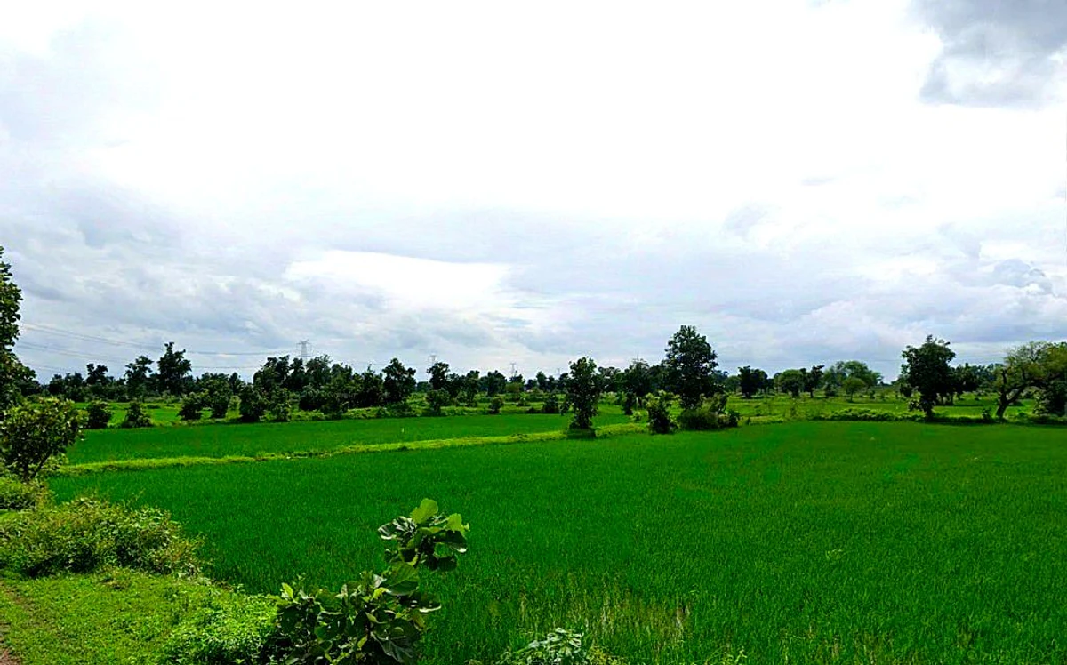 Mohra, Chhattisgarh, India