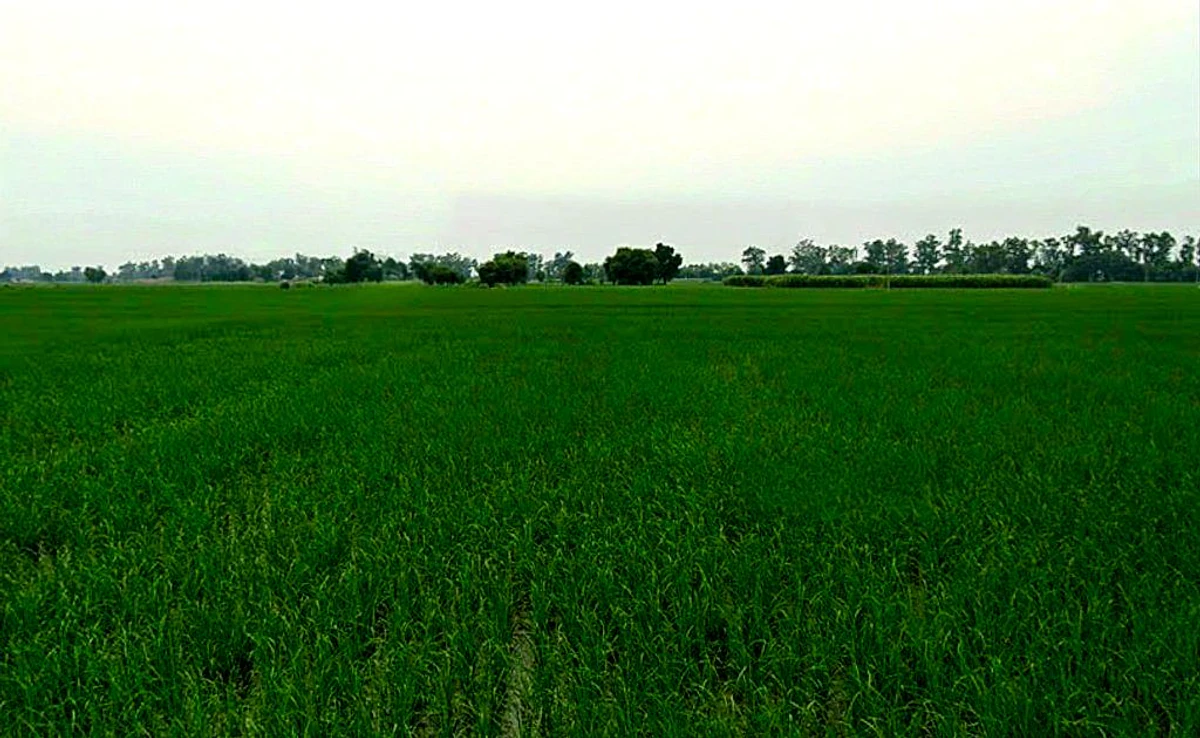 Devkar, Chhattisgarh, India