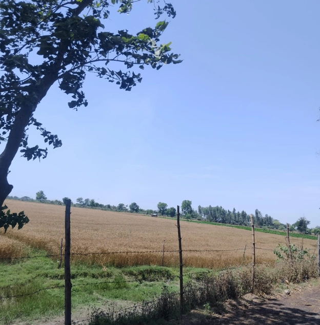 Shankar, Punjab 144042, India