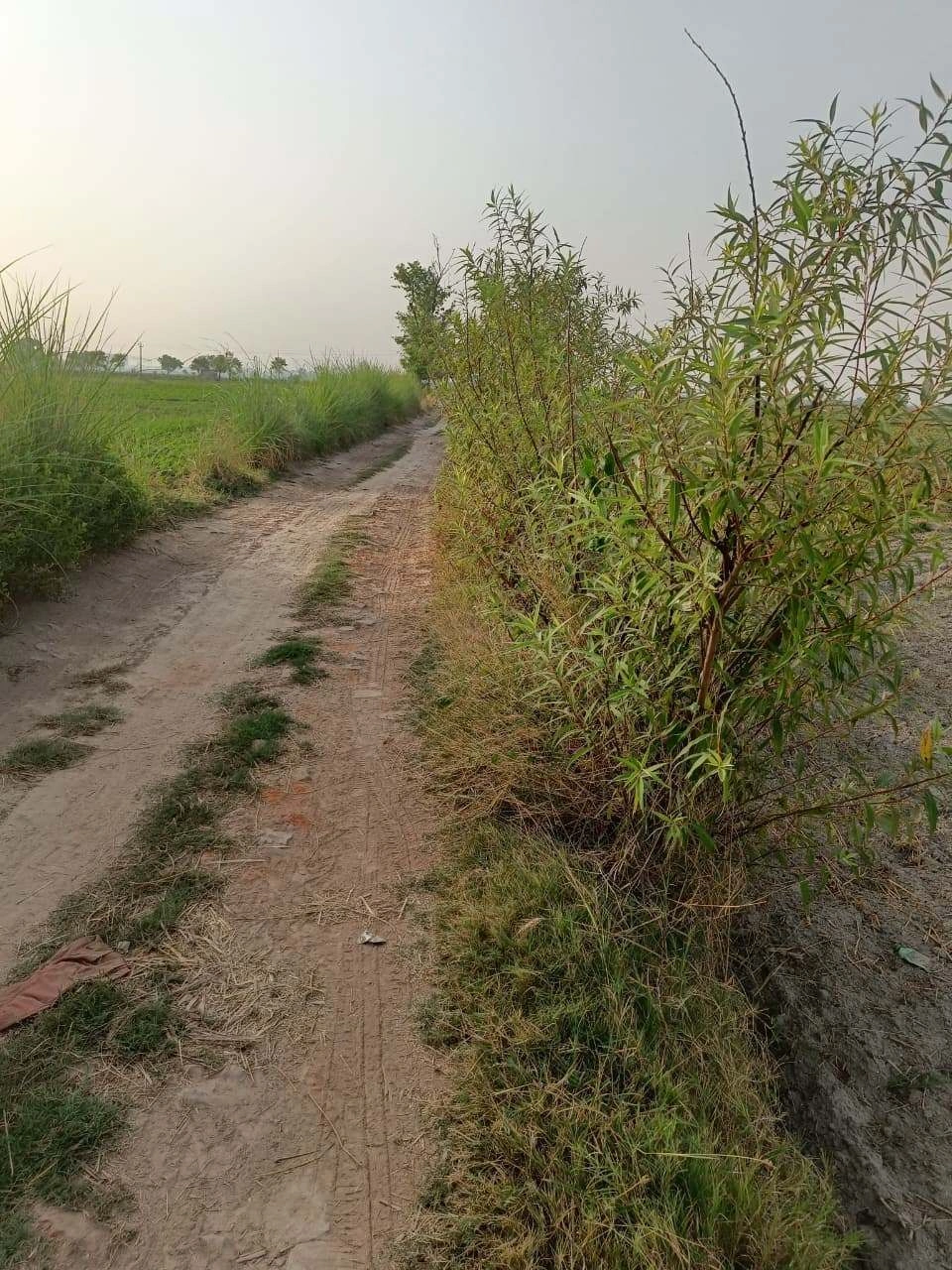 Tentigaon, Uttar Pradesh, India