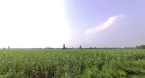 Suheli, Uttar Pradesh, India preview 2