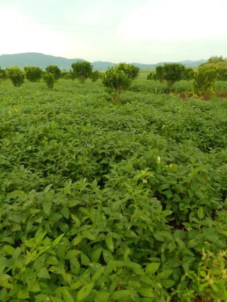 Andher Baodi, Madhya Pradesh 460220, India preview 4