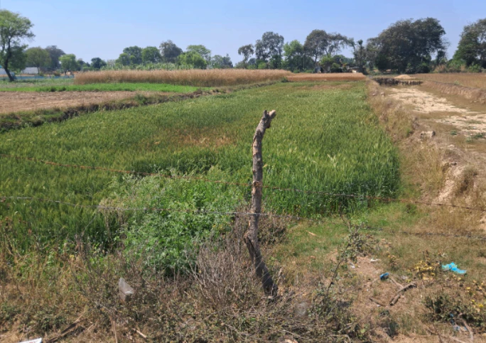 Balachaur, Punjab 144521, India
