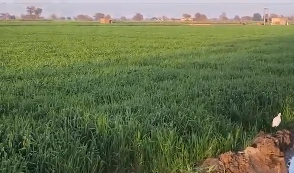 56XW+39 Dhatir, Palwal, Haryana, India
