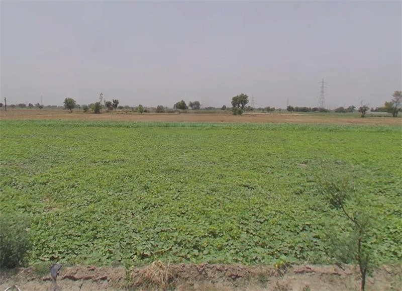 Sirondhan, Uttar Pradesh 203205, India