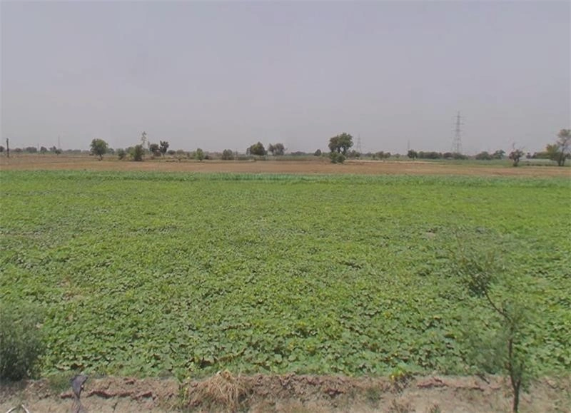 Sirondhan, Uttar Pradesh 203205, India