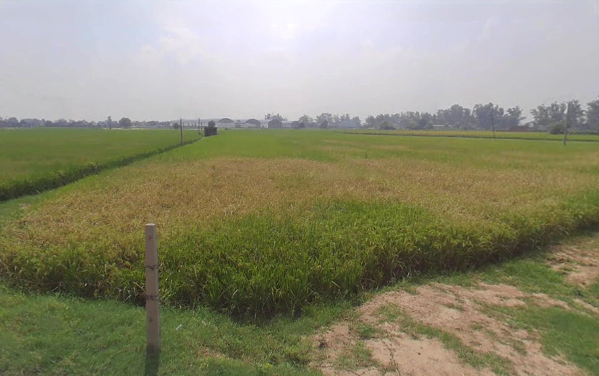 Pehowa, Haryana 136128, India