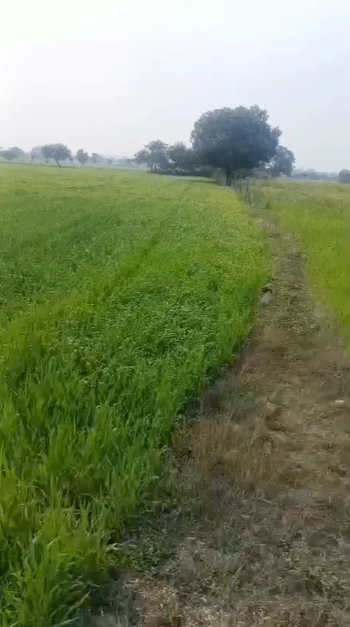VRJV+H96, Dharampuri, Madhya Pradesh 454449, India