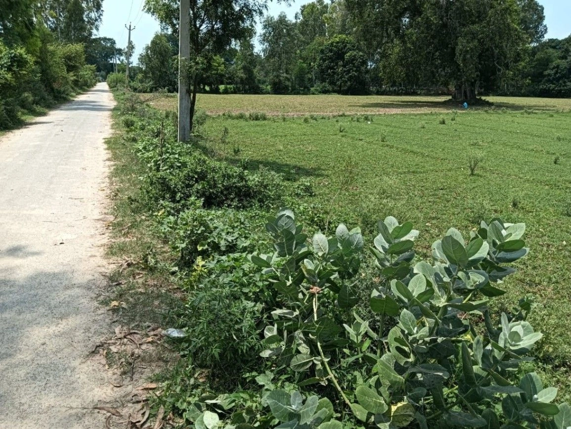 H2M5+59X, Lucknow, Sirsa, Uttar Pradesh 226302, India