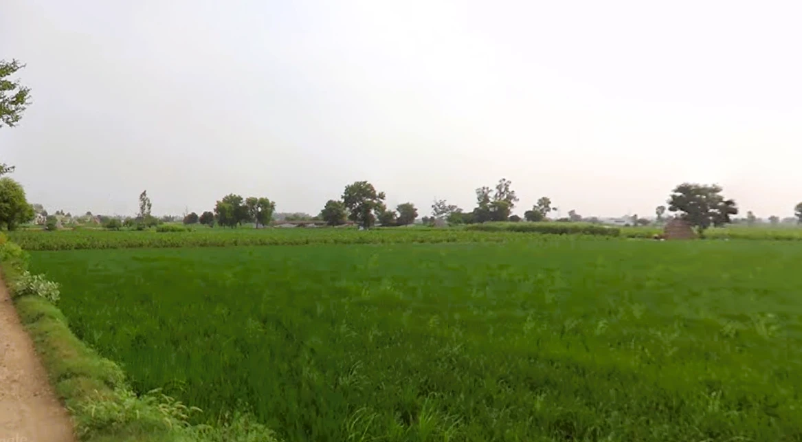 SunderPur, Haryana 126116, India
