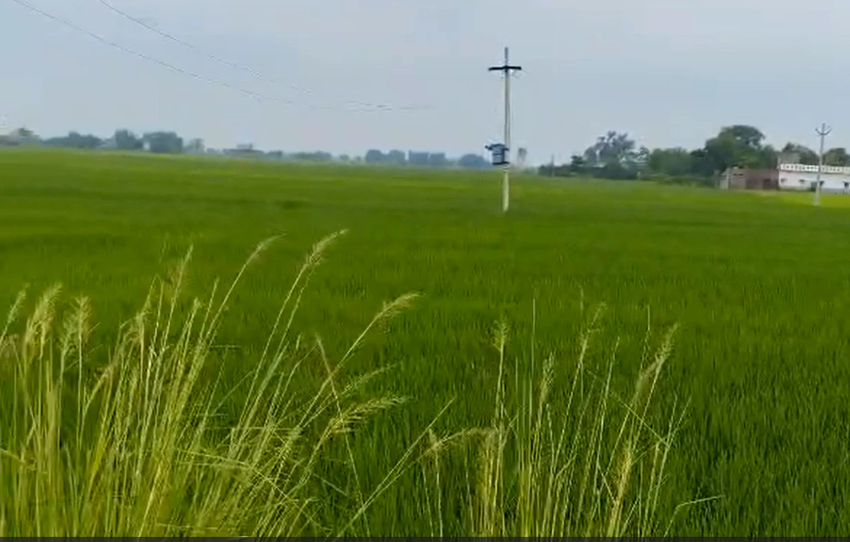 Dulheni, Morena, Madhya Pradesh 476221, India