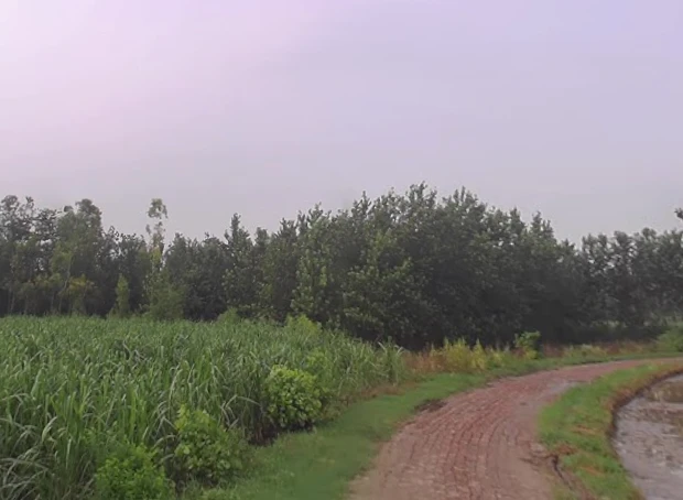 Salempur Gada, Uttar Pradesh 247121, India