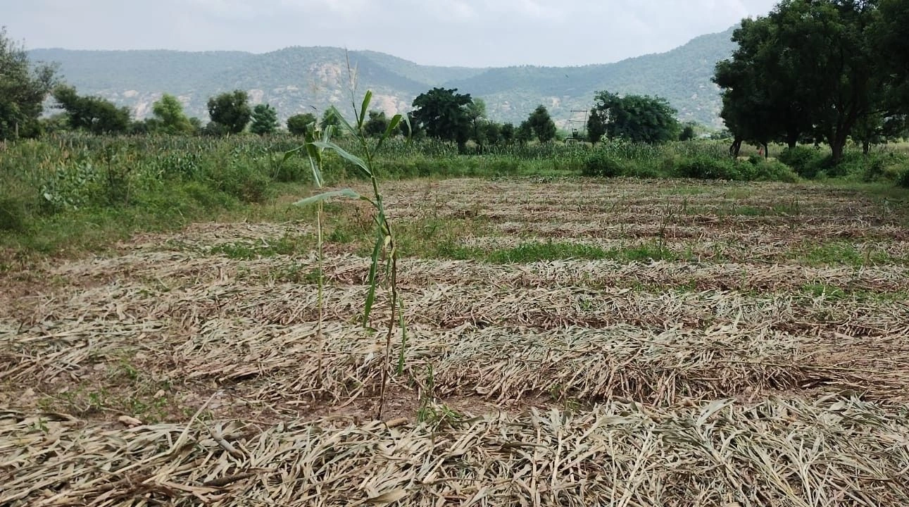Sirawas, Rajasthan 301001, India