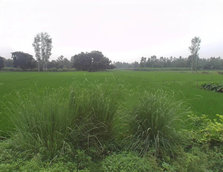 Deoie, Uttar Pradesh 224189, India preview 2