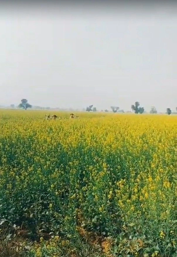 Rajadhok toll plaza, Doodhli, Rajasthan 303301, India