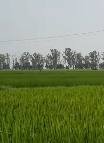 Abohar, Fazilka, Punjab 152116, India