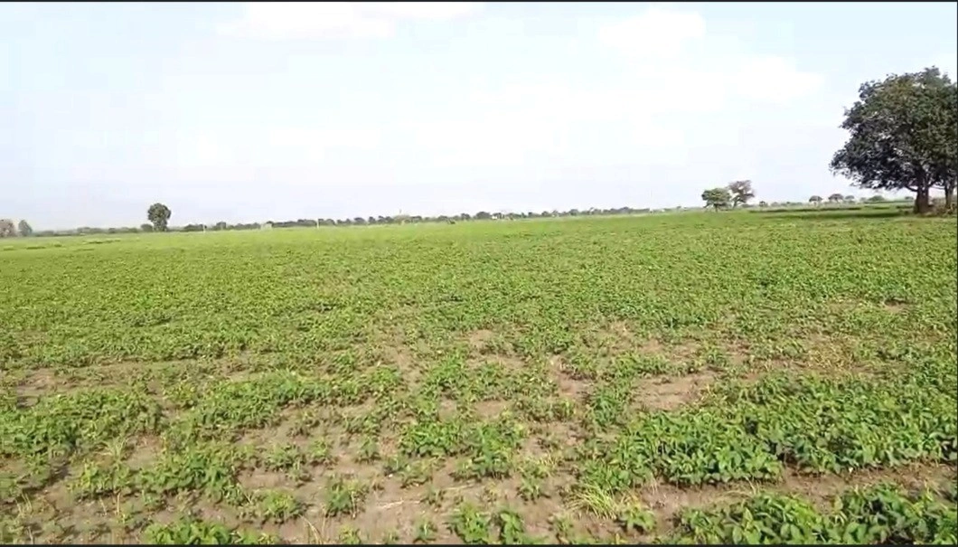 Suneda, Madhya Pradesh 456222, India