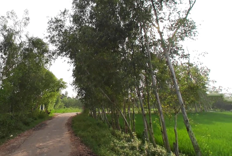 Mirzapur Pole, Uttar Pradesh 247121, India