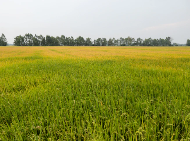 2420, Khiwai, Uttar Pradesh 250344, India