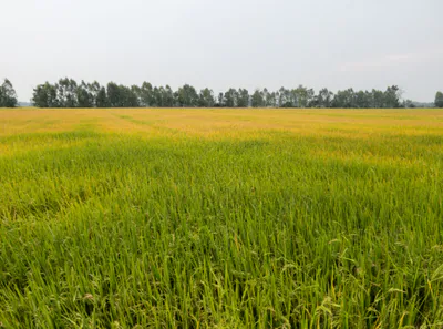 2420, Khiwai, Uttar Pradesh 250344, India preview 2