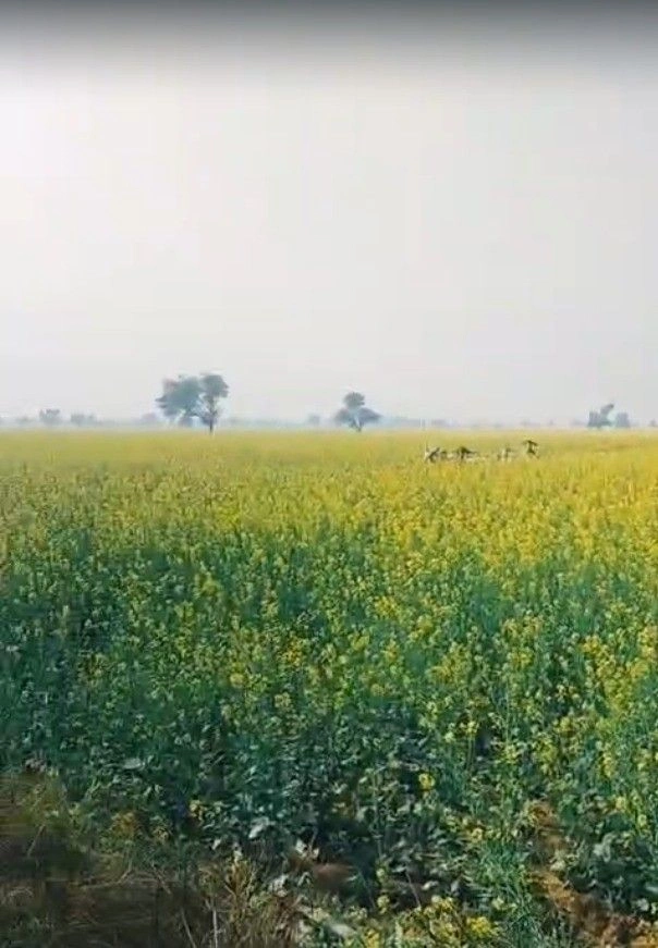 Rajadhok toll plaza, Doodhli, Rajasthan 303301, India