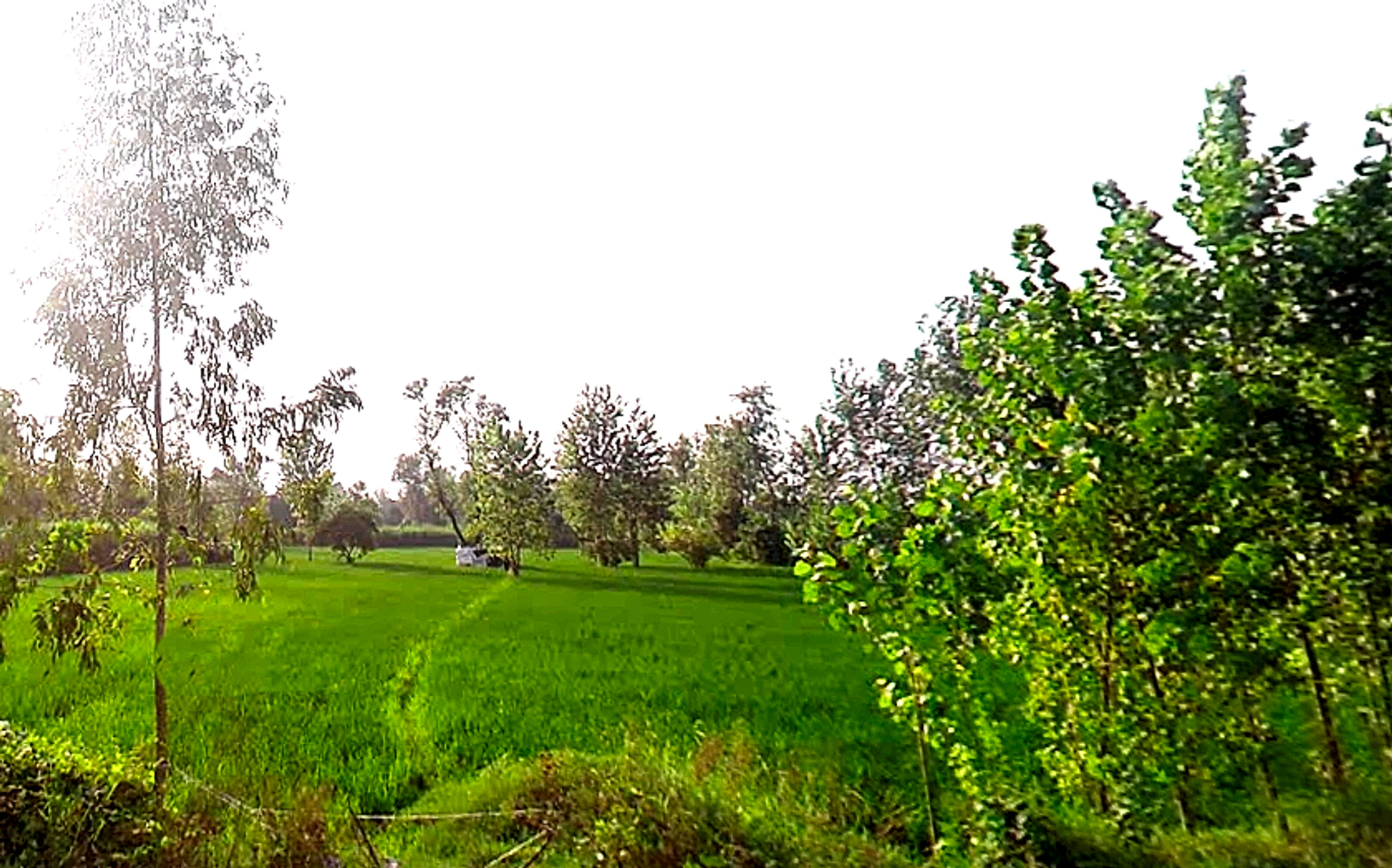 Sona Arjunpur, Uttar Pradesh 247451, India