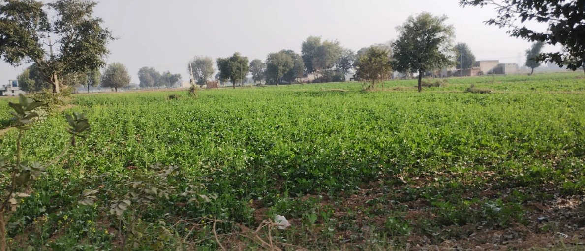 Garhshankar, Punjab 144527, India