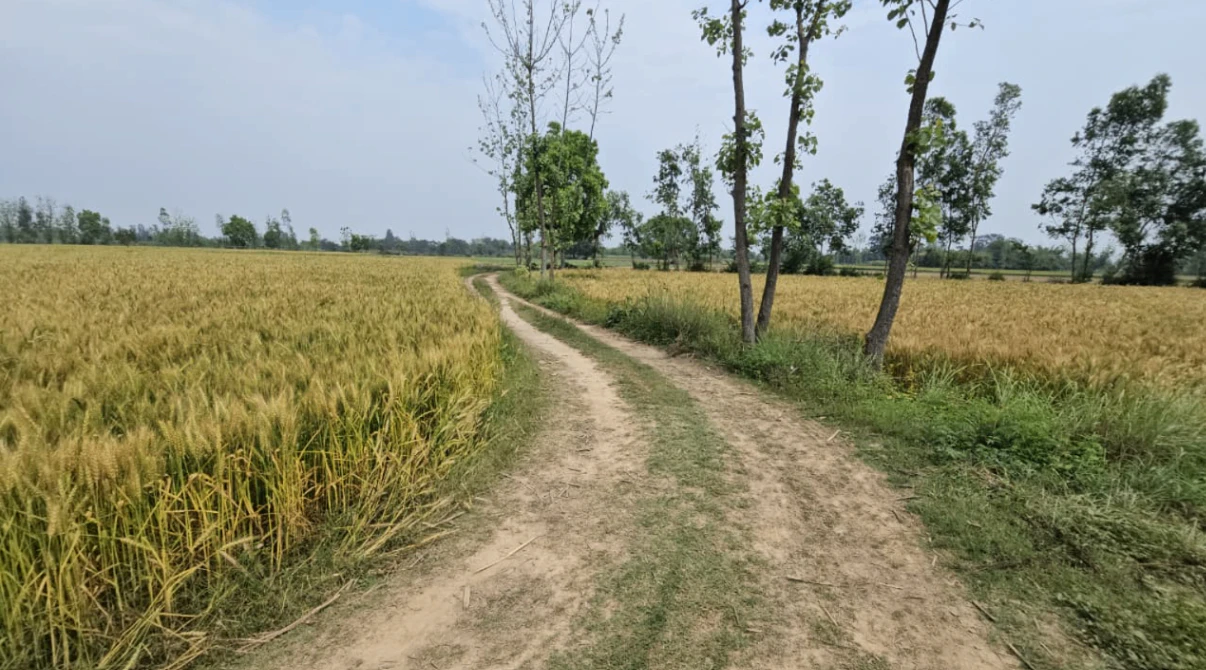 Pipali, Gujarat 382465, India