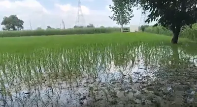 Chaubepur, Varanasi, Uttar Pradesh 221104, India preview 3