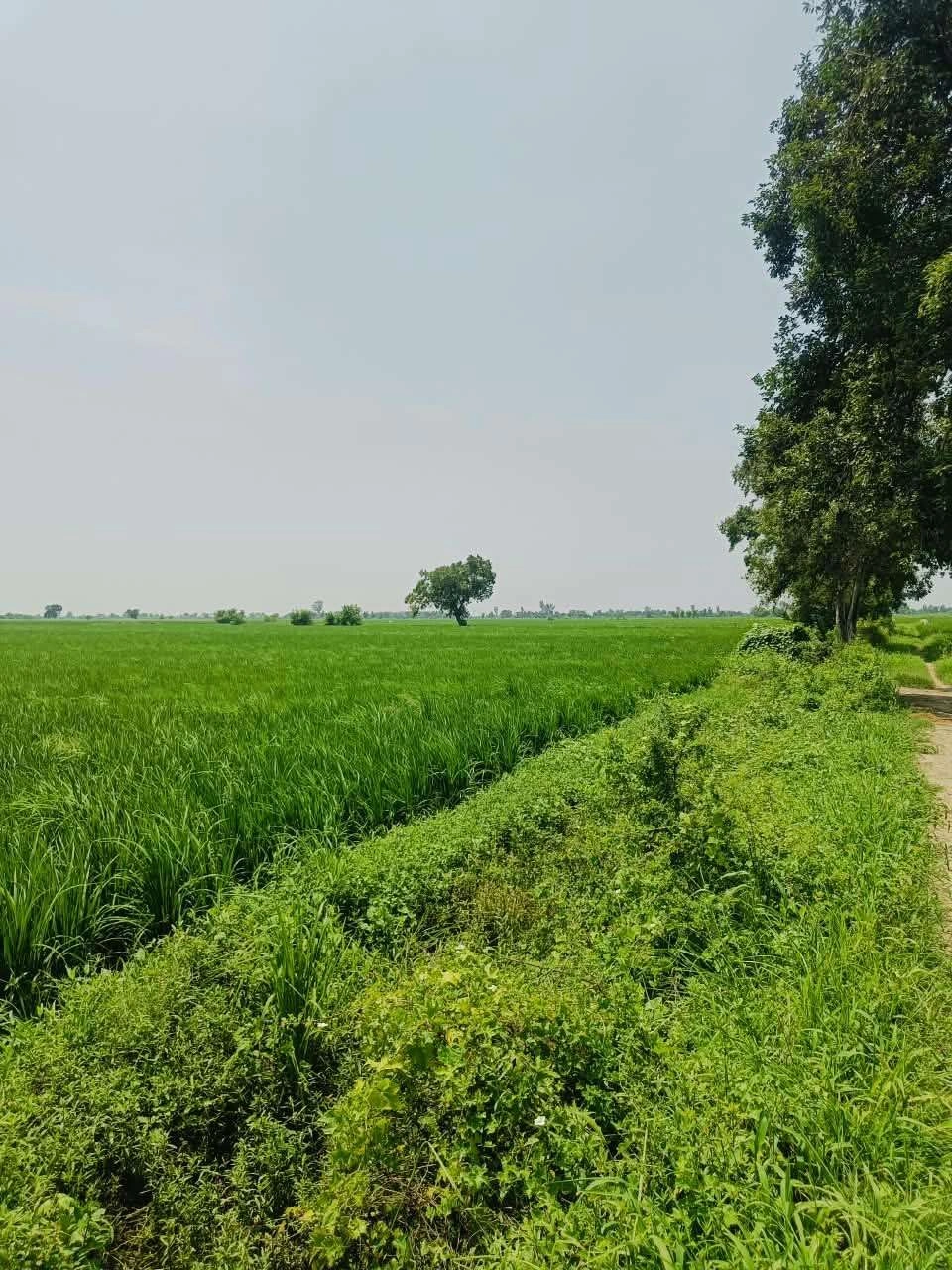 Bhudri, Mathura, Uttar Pradesh 281206, India