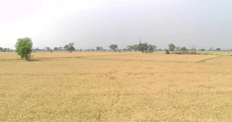 Jeerawada, Madhya Pradesh 464671, India preview 2