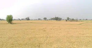 Jeerawada, Madhya Pradesh 464671, India preview 2