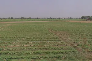 Baraut, Uttar Pradesh 250611, India preview 3