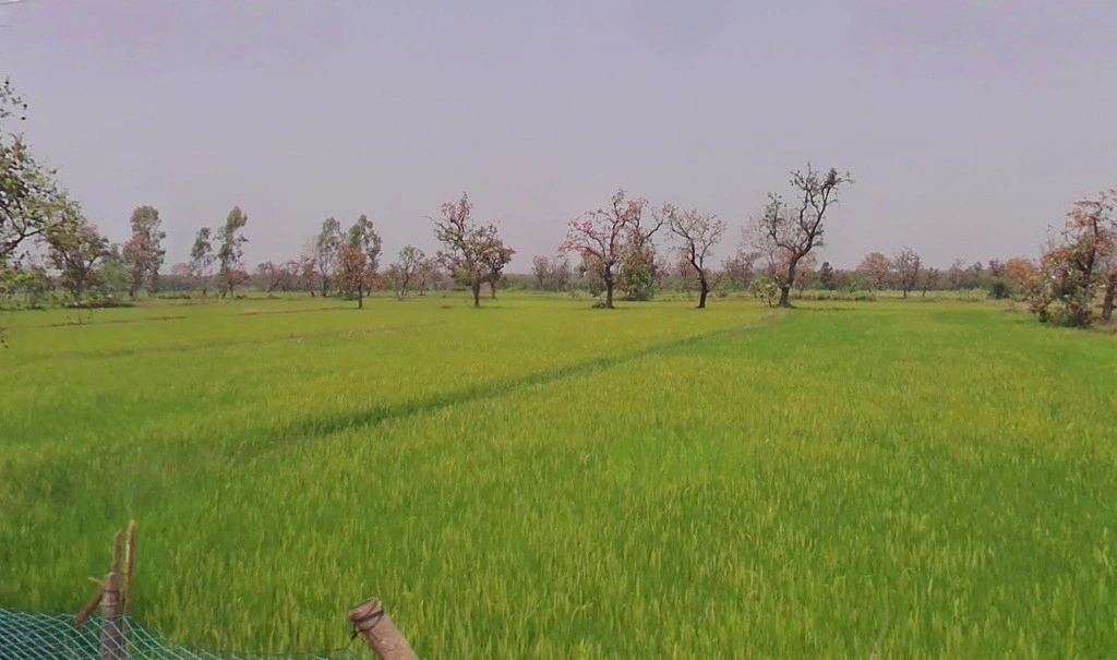 Sonpairi-3, Chhattisgarh 493441, India