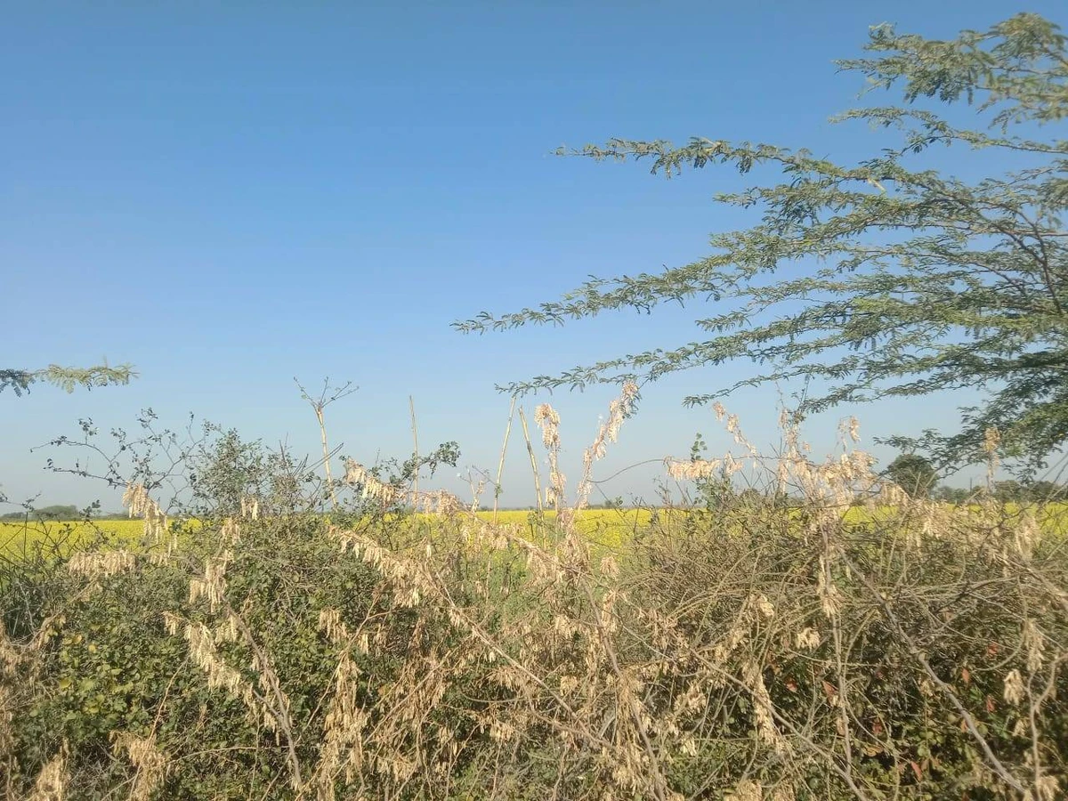Beesalpur, Rajasthan, India