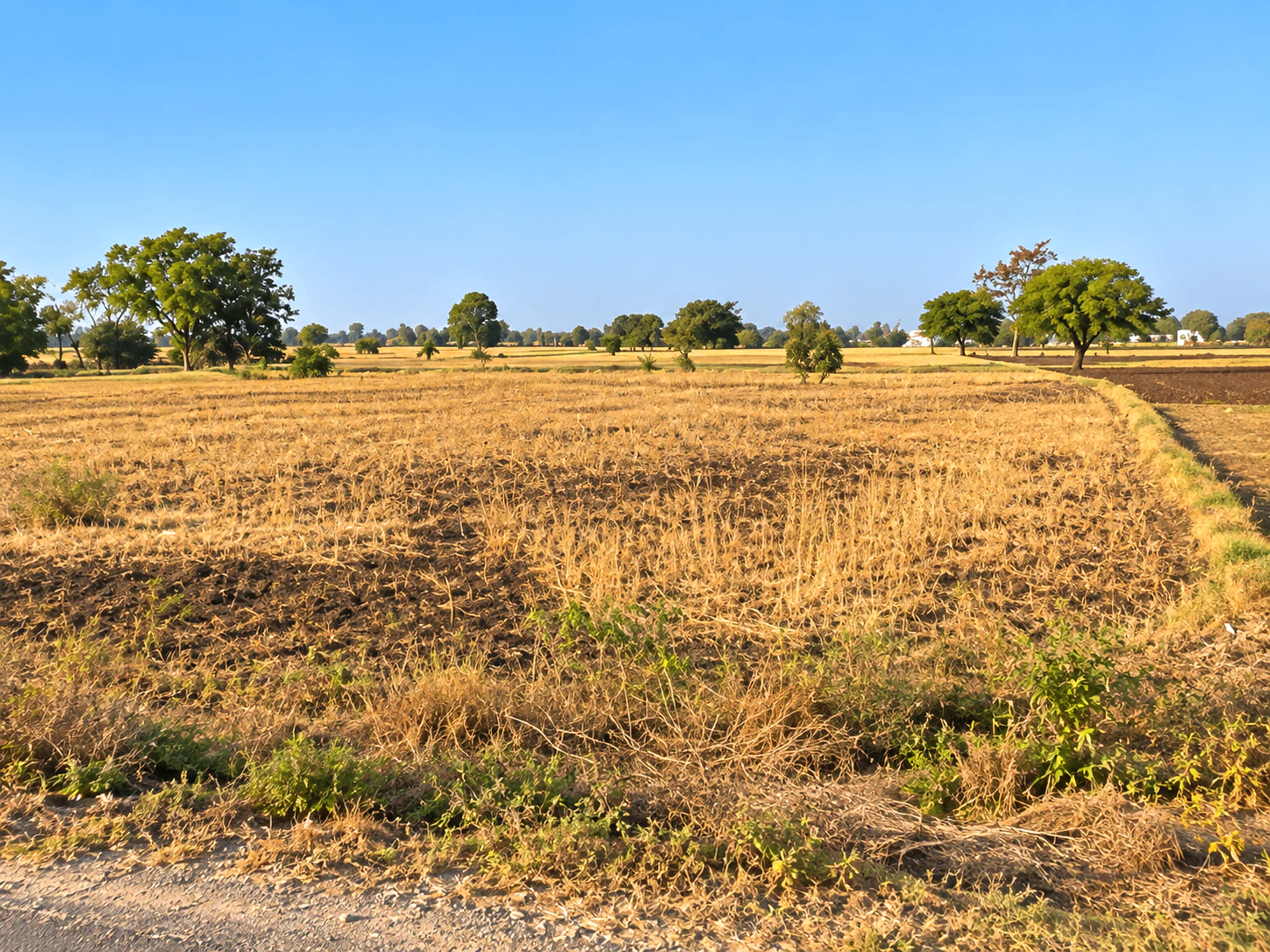 Binaya, Madhya Pradesh 465118, India